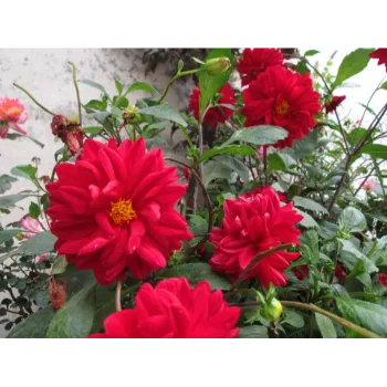 Fresh Red Rose Flower